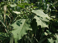 Solanum torvum