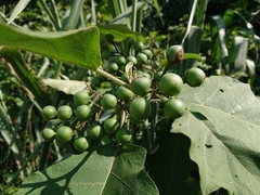 Solanum torvum