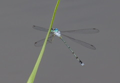 Lestes dorothea