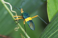 Paryphes