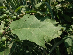 Solanum torvum