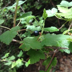 Ribes affine