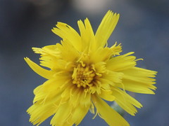 Hieracium laevigatum
