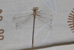 Lestes concinnus