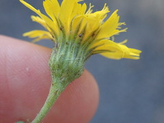 Hieracium laevigatum