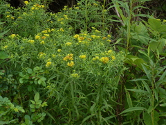 Euthamia graminifolia nuttallii