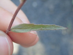 Hieracium laevigatum