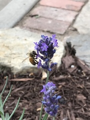 Apis mellifera