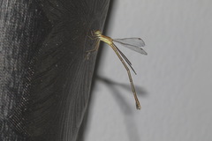 Lestes concinnus
