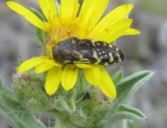 Acmaeodera