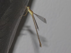 Lestes concinnus