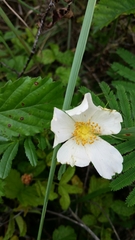 Rosa foliolosa