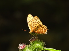 Argynnis zenobia