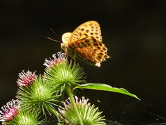 Argynnis zenobia