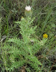 Cirsium canescens