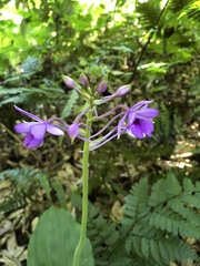 Calanthe masuca