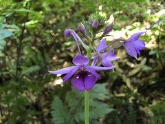 Calanthe masuca