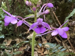 Calanthe masuca