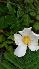 Rosa foliolosa