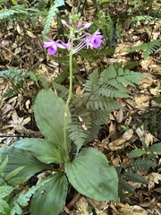Calanthe masuca