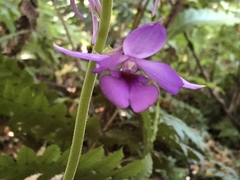 Calanthe masuca