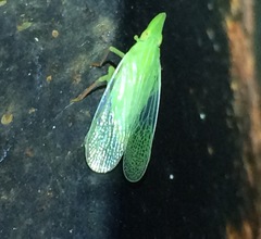 Rhynchomitra recurva