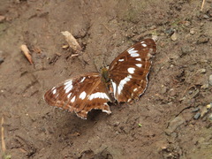 Limenitis sydyi
