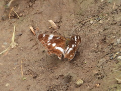 Limenitis sydyi