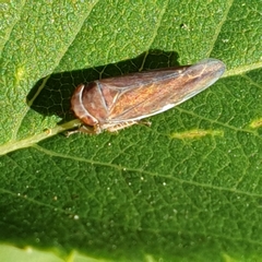 Idiodonus cruentatus