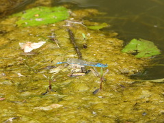 Paracercion v-nigrum