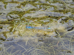 Paracercion v-nigrum