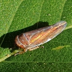 Idiodonus cruentatus
