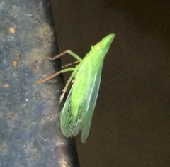 Rhynchomitra recurva