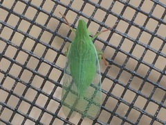 Rhynchomitra recurva