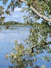 Podilymbus podiceps