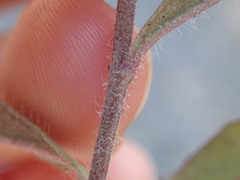 Hieracium laevigatum