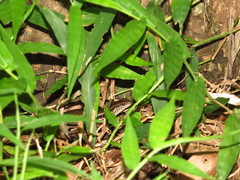 Sphenomorphus indicus