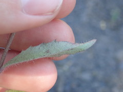 Hieracium laevigatum