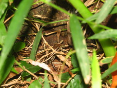 Sphenomorphus indicus