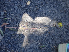 Hieracium laevigatum