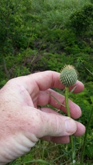 Cirsium engelmannii
