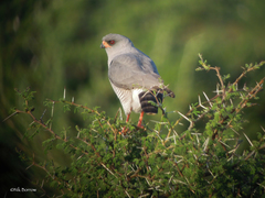 Micronisus gabar aequatorius
