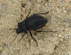 Stenomorpha opaca