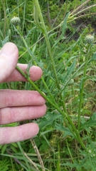 Cirsium engelmannii