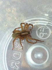 Trochosa terricola
