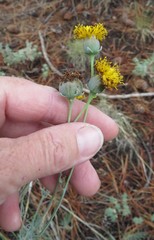 Thelesperma megapotamicum