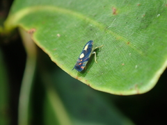 Diedrocephala variegata