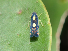 Diedrocephala variegata