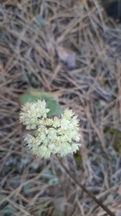 Hylotelephium maximum ruprechtii