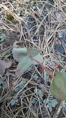 Hylotelephium maximum ruprechtii